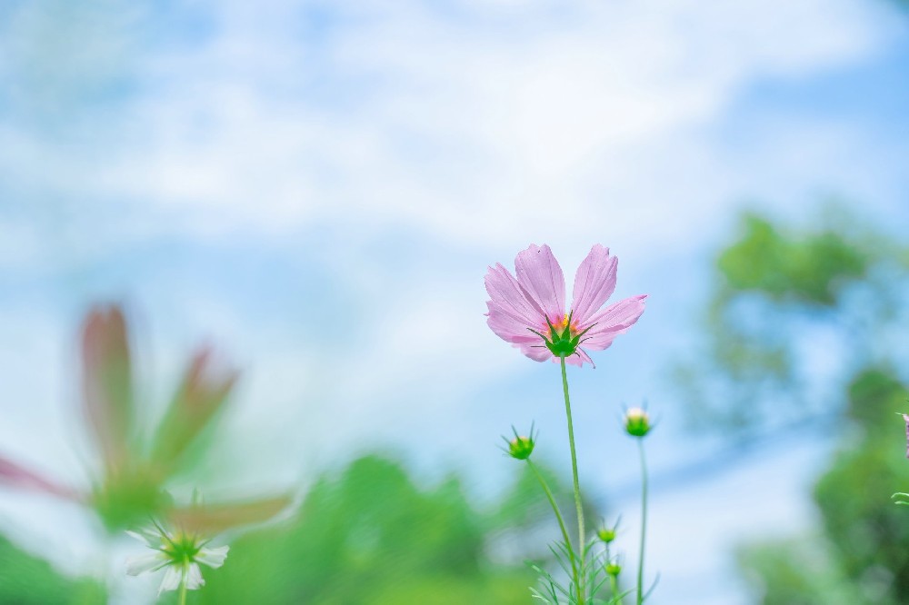 告别 “港漂”！普通人花 50 万，就能在香港拥有一套房？